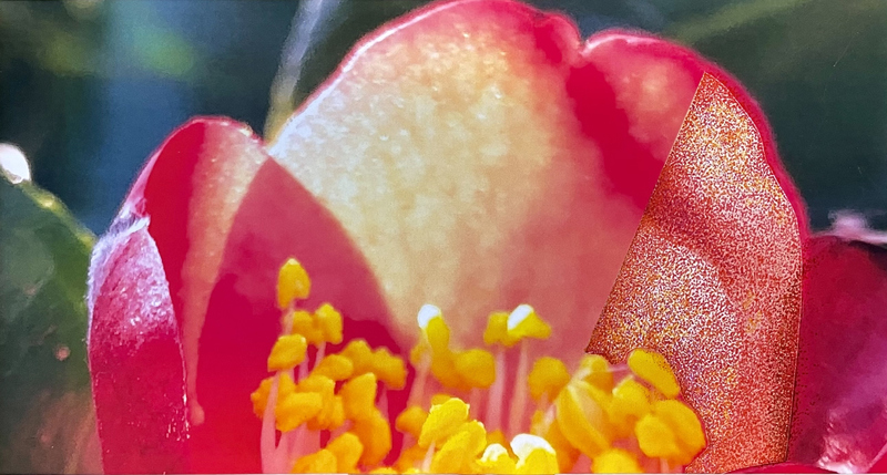 Julianna Struck_Reshaping Light