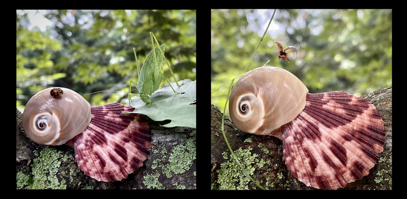 Struck_Flight of Ladybird