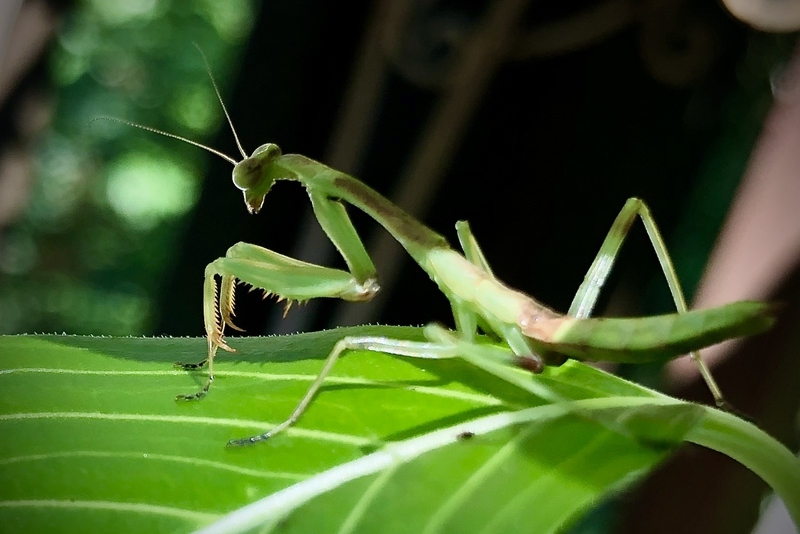 Julianna Struck_Pensive Mantis