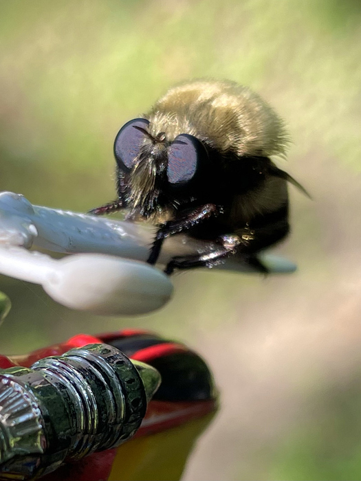 Julianna Struck_Stunt Bee